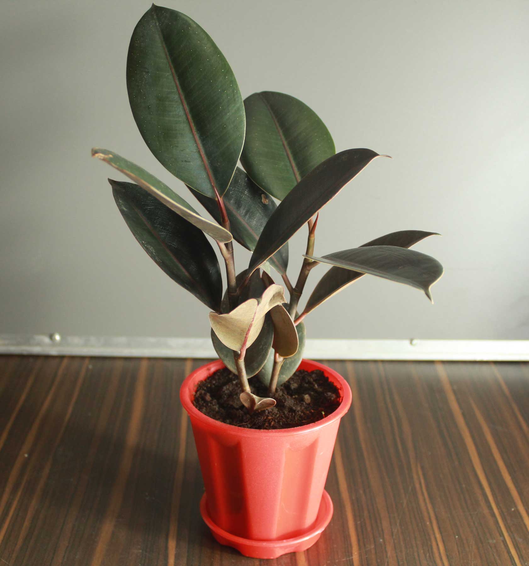 Product: Rubber Plant (Ficus elastica)